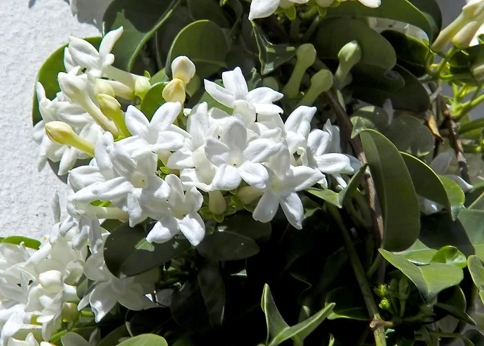 H10海洋杜纳斯酒店 - 仅限成人入住 科拉雷侯