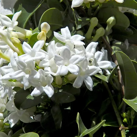 H10海洋杜纳斯酒店 - 仅限成人入住 科拉雷侯